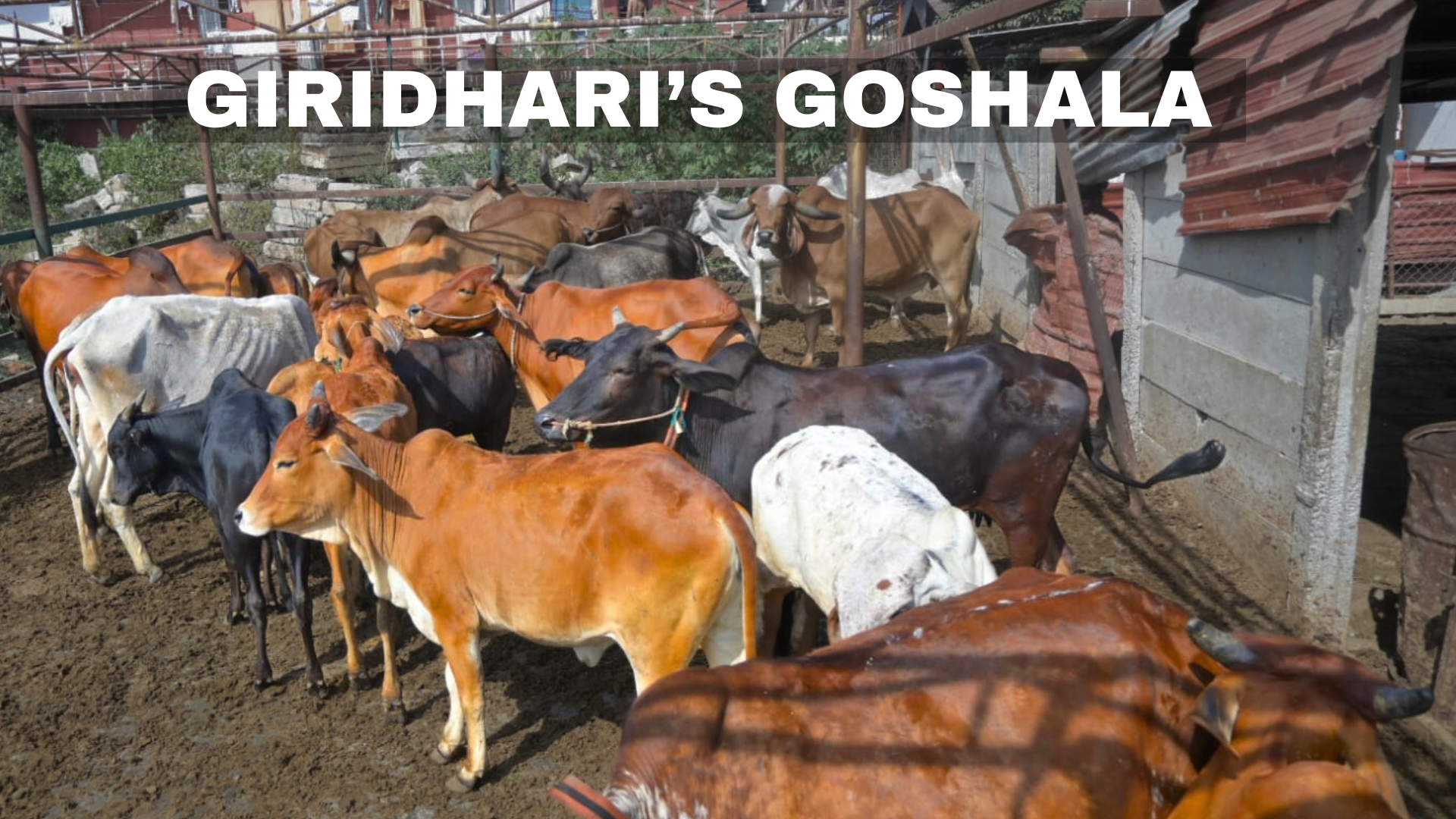 Goshala Cows